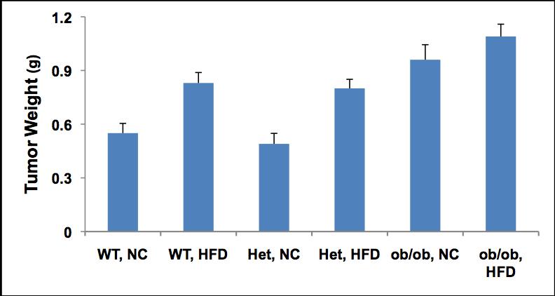 SUPPORTING DATA: Figure 1. HFD or genetic obesity increases tumor burden in mice.
