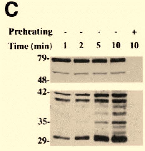Note that there are several types of serine proteases in this mixed sample This demonstrated that serine proteases could be detected at subnanomolar levels.