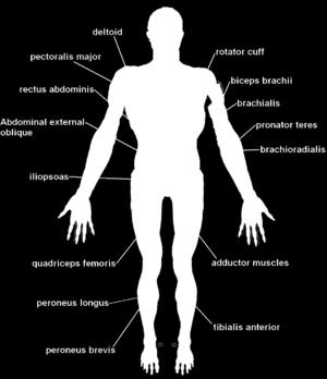 Musculoskeletal system A musculoskeletal system gives animals (including humans) the
