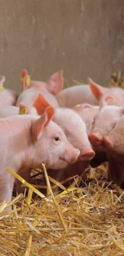 P orcine Reproductive and Respiratory Syndrome, endemic in most pig producing countries, is one of the biggest problems facing the pig industry.