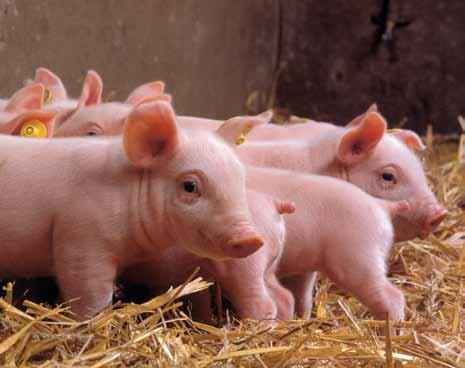 Porcilis PRRS in 2-week-old piglets Safety The safety of the extended piglet claim has also been demonstrated.