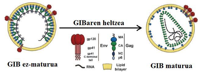 Env glikoproteina birus partikuletara txertatzearen arduraduna da [17].