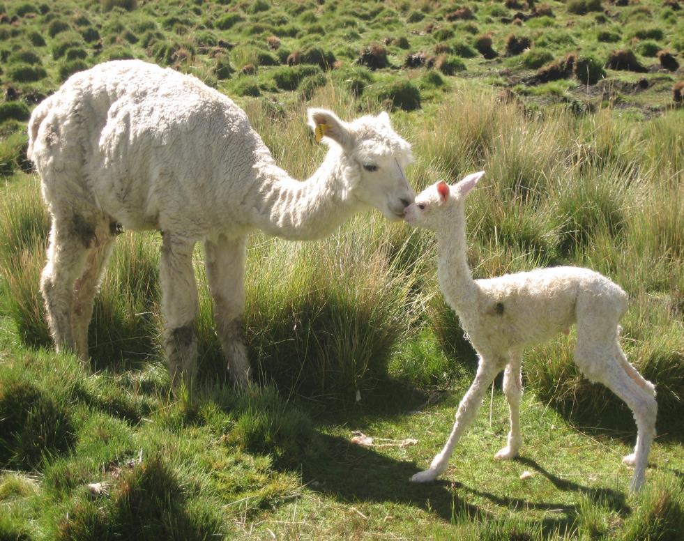 ZEBRA FOUNATION PROJECT EVALUATION OF FIELD TESTS FOR ASSESSING ALPACA COLOSTRUM First published in BVZS ZooMed Bulletin, March 29 Hanna Flodr Royal Veterinary College of London Hawkshead Lane, North