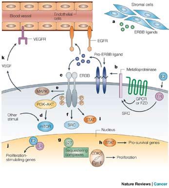 Signal Transduction Inhibitors in Cancer Therapy Figure 8.