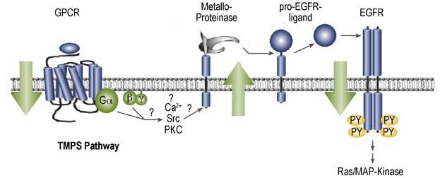 mitogenactivated protein kinase (MAPK) pathways such as the Ras/ MEK/ERK pathway, the signal transducers and activators of transcription (STAT) pathways, and the phospholipase C-γ (PLC- γ) pathway