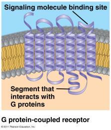 G-Protein-Coupled Receptor G-Protein
