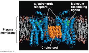 Ligand-Gated Ion Channels 7 transmembrane