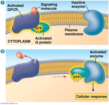 activates enzyme cell response Receptor