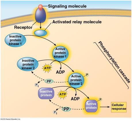 Transduction Cascades of molecular interactions relay signals from receptors