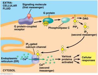 proteins at next level Phosphorylation cascade: enhance and amplify signal Second
