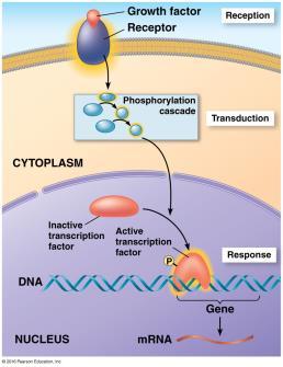 3. Response Regulate protein synthesis by turning on/off genes in nucleus (gene