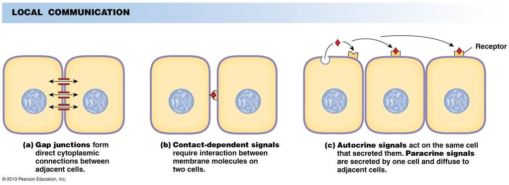 termination Communication and Signal Transduction How Do Cells Communicate?