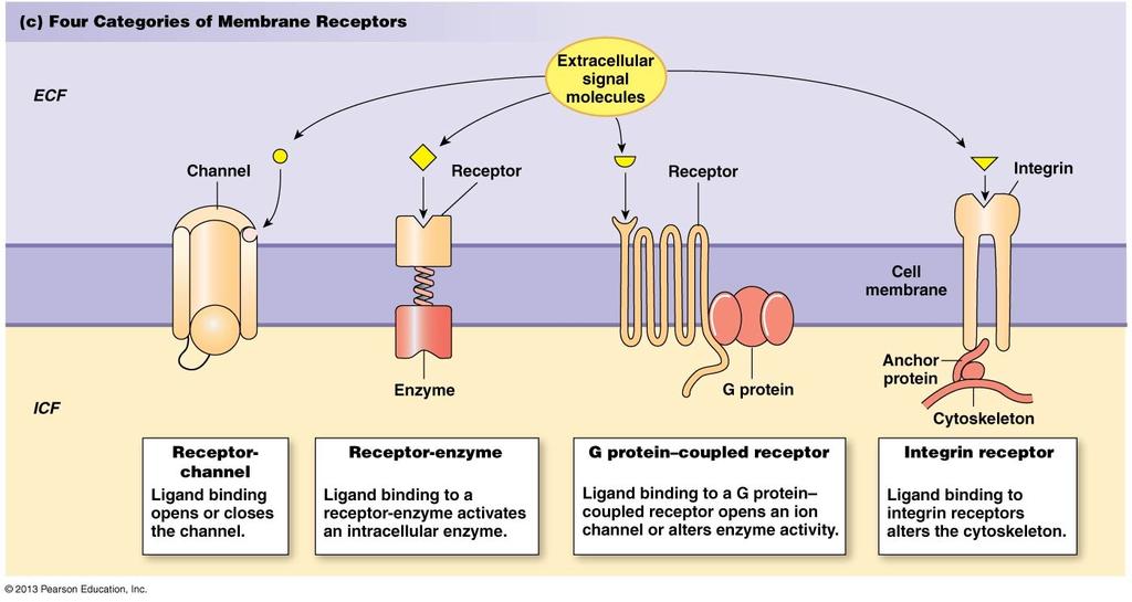 What Lipophobic Ligands Bind To Second Messengers Second messengers are intracellular molecules that facilitate