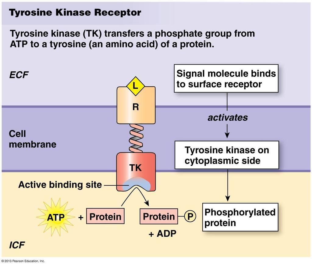 ligand binds to it) is a kinase (a phosphorylating enzyme) STIMULATE