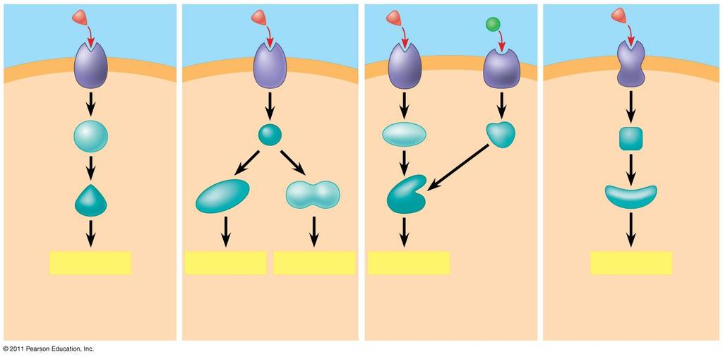 Figure 11.18 Signaling molecule Receptor Relay molecules Activation or inhibition Response 1 Response 2 Response 3 Response 4 Response 5 Cell A.