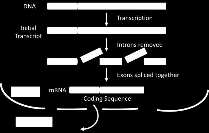 Advantage of RNA for Gene Rearrangements Gets around