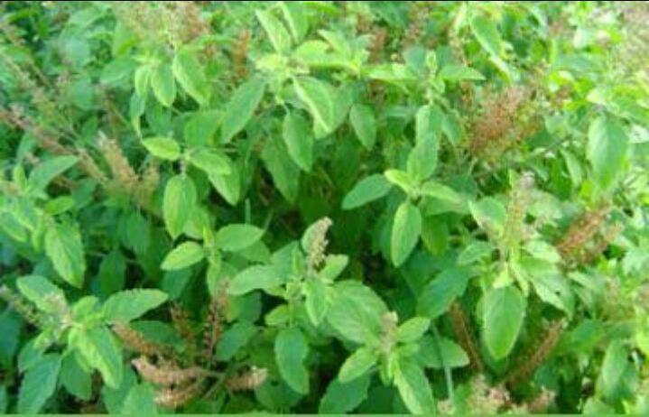 It is used in traditional medicine as a source of many therapeutic agents. Neem leaves are known to contain antimicrobial & antifungal activities against different pathogenic microorganisms like E.