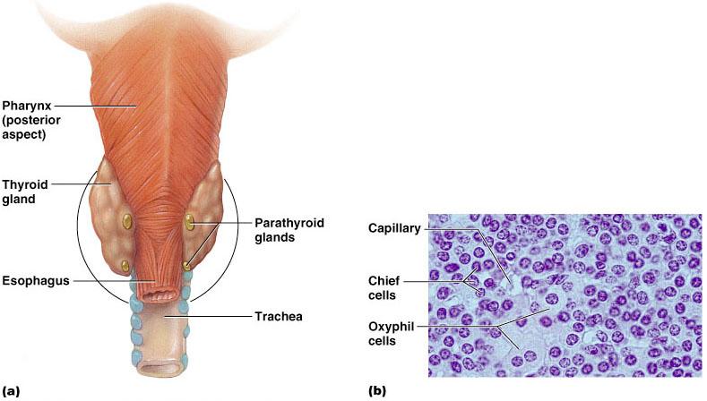 Calcitonin targets the skeleton, where it: Inhibits osteoclast activity and thus bone resorption (Thyro)Calcitonin and release of calcium from the bone matrix Stimulates calcium uptake and