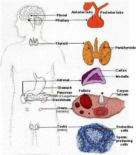 Endocrine glands These