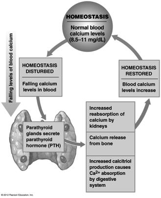 Calcium Homeostasis 2 PTH Figure 18-3, bottom! PTH effects! 34!