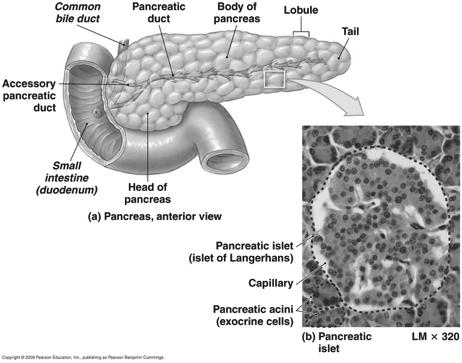 The Endocrine Pancreas Figure 18-15 Recall that the pancreas is a heterocrine gland.! 49! Pancreas! A heterocrine gland! Exocrine portion = acini cells! Secrete digestive enzymes and bicarbonate!