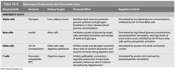 Pancreatic Hormone Summary Table 18-5! Source, hormone, target, effect(s) on target, control of secretion * * * Cover next term in Digestion chapter 55! SECTION 18-9!