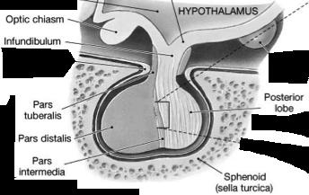 Pituitary Gland! A.K.A. Hypophysis ( growth below )! Connected to hypothalamus by infundibulum! Sits in sella turcica of sphenoid!