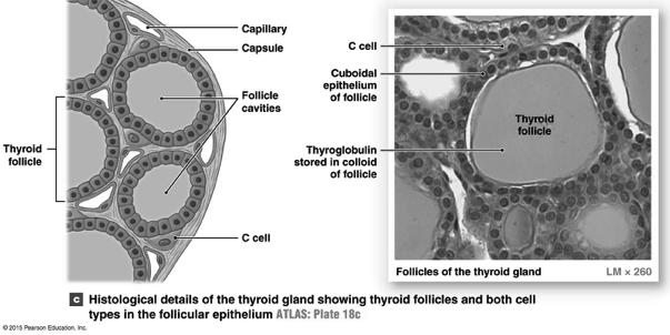 SECTION 18-4! The thyroid gland lies inferior to the larynx and requires iodine for hormone synthesis! 22! The Thyroid Gland - Histology Figure 18-10c!