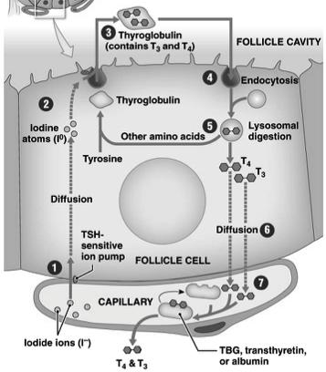 Thyroid Hormone Synthesis 2! Release depends on TSH:! 4. Thyroglobulin re-enters cell by endocytosis! 5. Lysosomes digest thyroglobulin! Release thyroid hormones into cytoplasm!