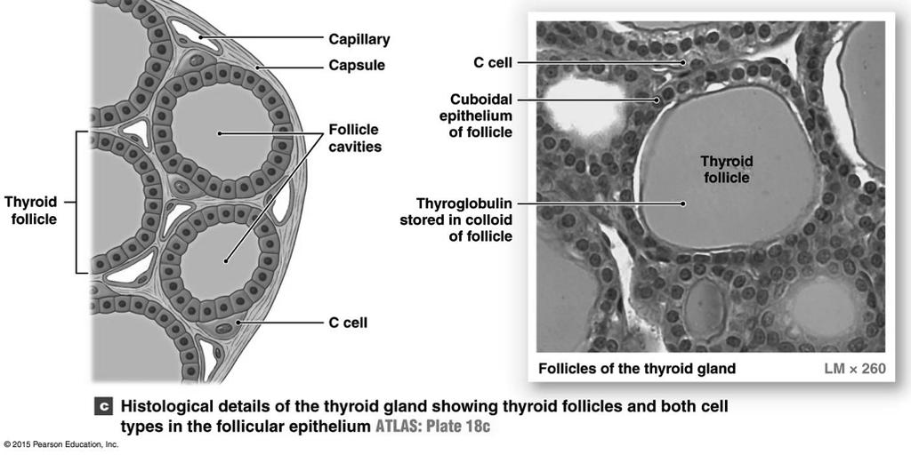 The Thyroid Gland - Histology Figure 18-10c! Note: follicles, follicular cells, parafollicular cells (C cells) capillaries! 23! Thyroid Hormone Synthesis 1 see Figure 18-11! 1a.
