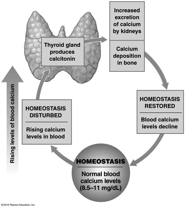 Calcium Homeostasis 1 Figure