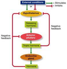 Simply, the negative feedback loops can be used in the diagnostic purposes as I ve said before.