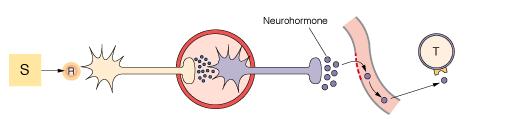 Fig 6-31/2 Neurohormone Reflex NH release by modified neurons upon NS signal 3 major groups of Neurohormones: Catecholamines
