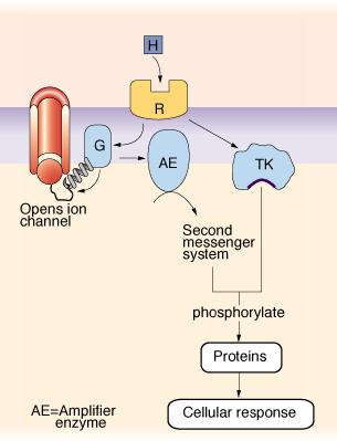 Cellular Mechanism of Action for Peptide Hormones Lipophobic how does message get into cell?