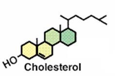 Steroid Hormones All derived from cholesterol Where synthesized?