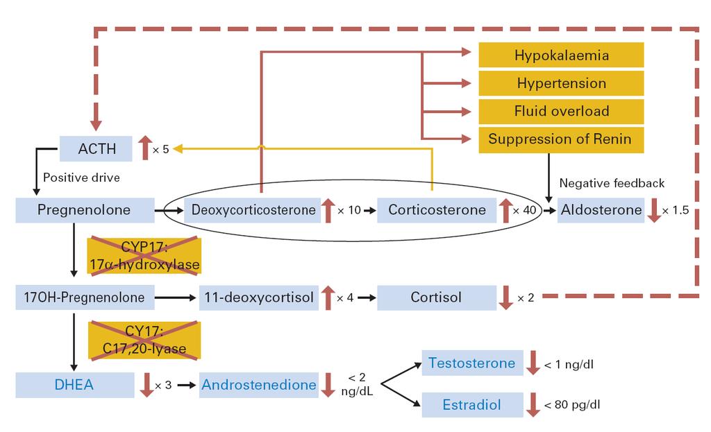 Physiologic consequences of abiraterone Attard et al, J Clin Oncol, 2008; Ryan et al, J Clin Oncol 2010; Attard et