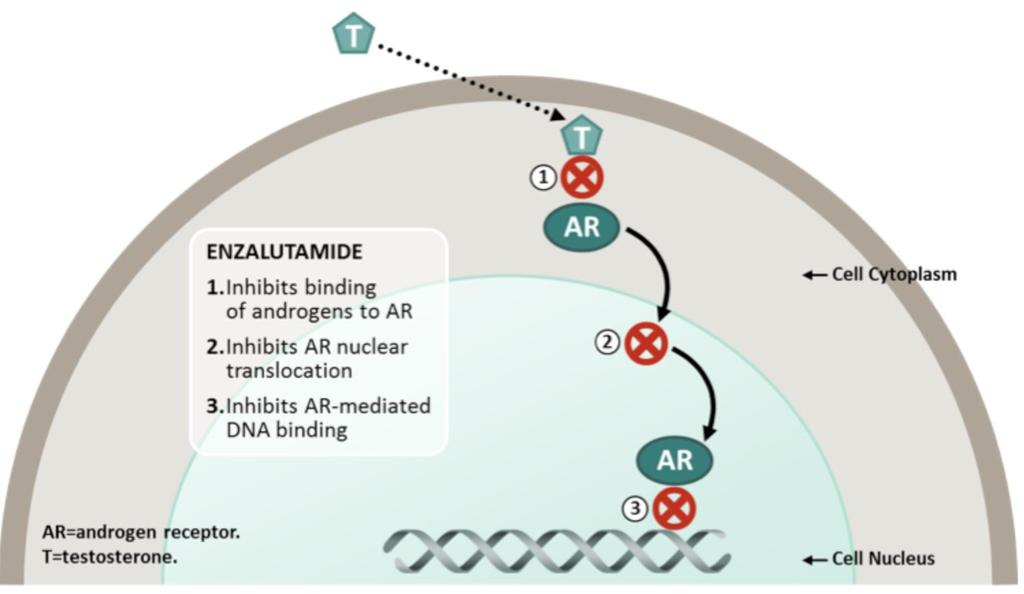 Enzalutamide: mechanism of action Pure AR antagonist Greater binding to