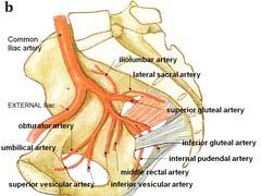 Lateral Sacral Superior Gluteal Arteries Innervation Superior