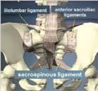 Sacroiliac Ligament Interosseous Ligaments - important Restraint