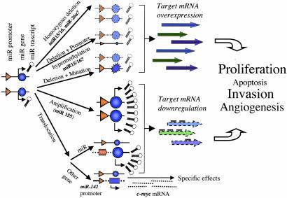 Causes of abnormal mirna expression Deletion Mutation