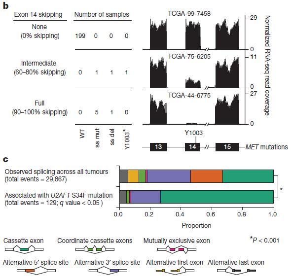 (3) Description of aberrant RNA transcripts For example, MET exon 14 skipping was observed in the presence of exon 14 splice site mutation (ss mut), splice site deletion (ss del) or a Y1003* mutation.