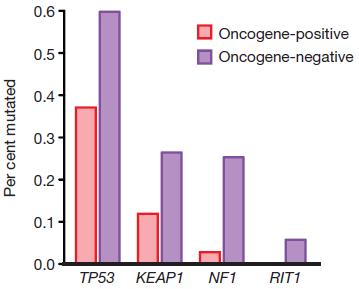TP53, KEAP1, NF1 and RIT1 mutations were significantly enriched in oncogene-negative tumours.