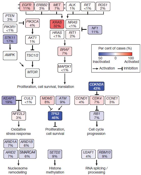 (5) Recurrent alterations in multiple key pathways Recurrent aberrations in multiple key pathways and processes were used to characterize lung adenocarcinoma.
