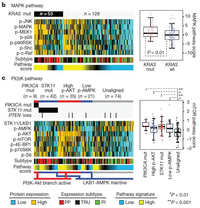 (5) Recurrent alterations in key pathways Reverse-phase protein arrays (RPPA) provided proteomic and phosphoproteomic phenotypic evidence of pathway activity. e.g.