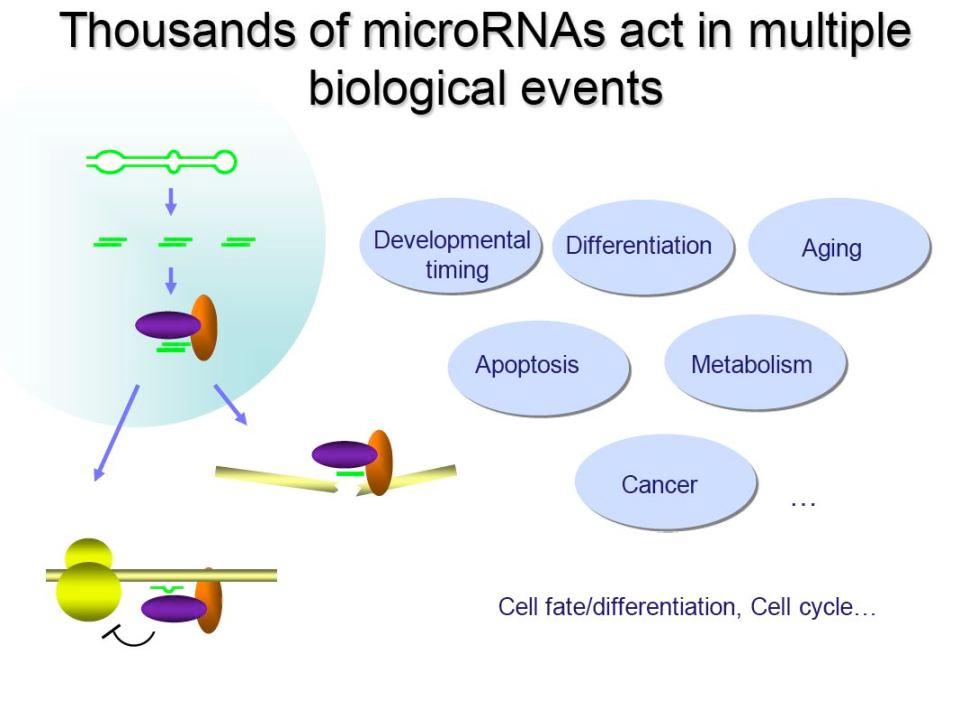 mirnas Affect Everything mirnas control cell cycle, cell differen6a6on and