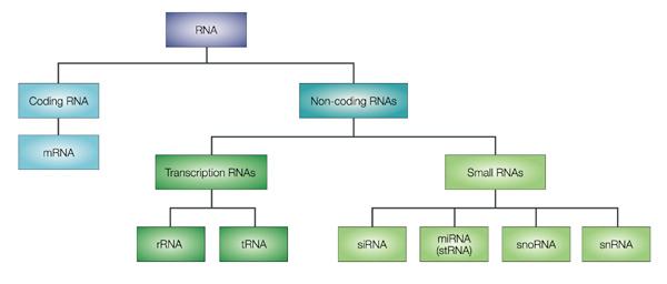 RNA Types
