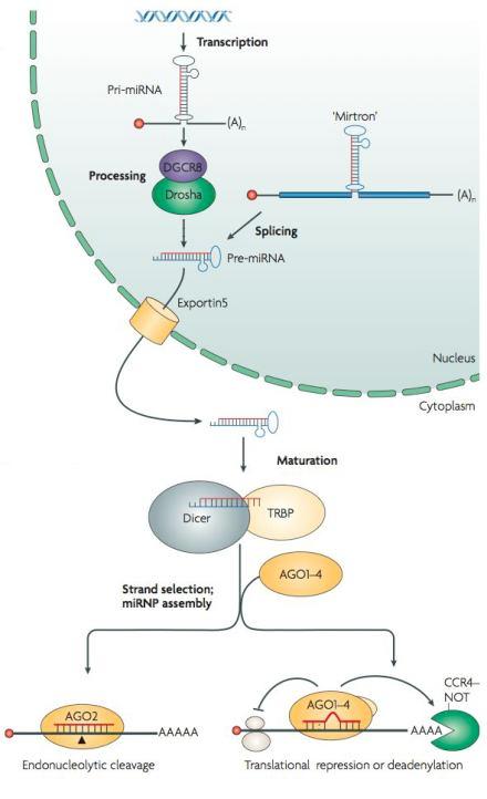 Biogenesis of micrornas Pri-miRNA