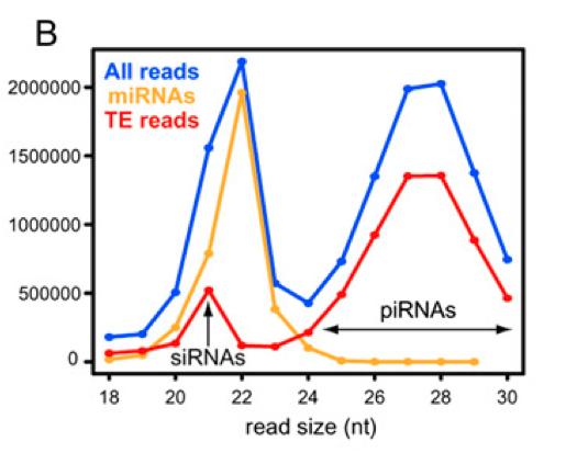 Pre- processing of small RNA data II micrornas are expected to be 20-25 nt.