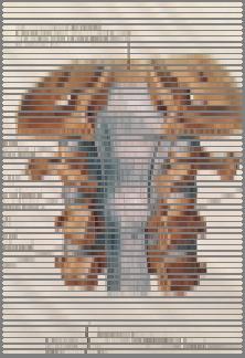 Atlas of Human Anatomy, 3 rd ed ICON Learning Systems, LLC, subsidiary of MediMedia USA, Inc, 2003.