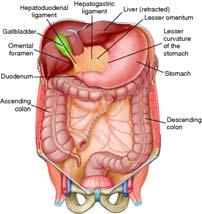 Anatomy and Physiology (Cont d) GI tract